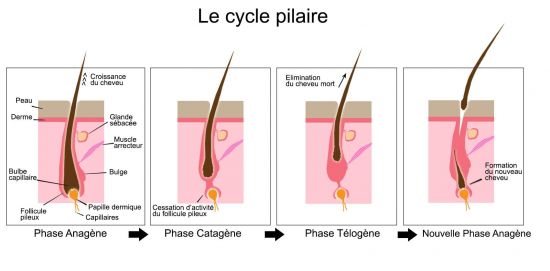 Cycle pilaire